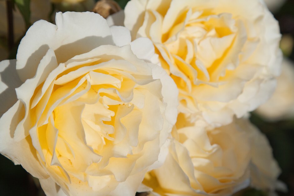 rose [Irish Hope]