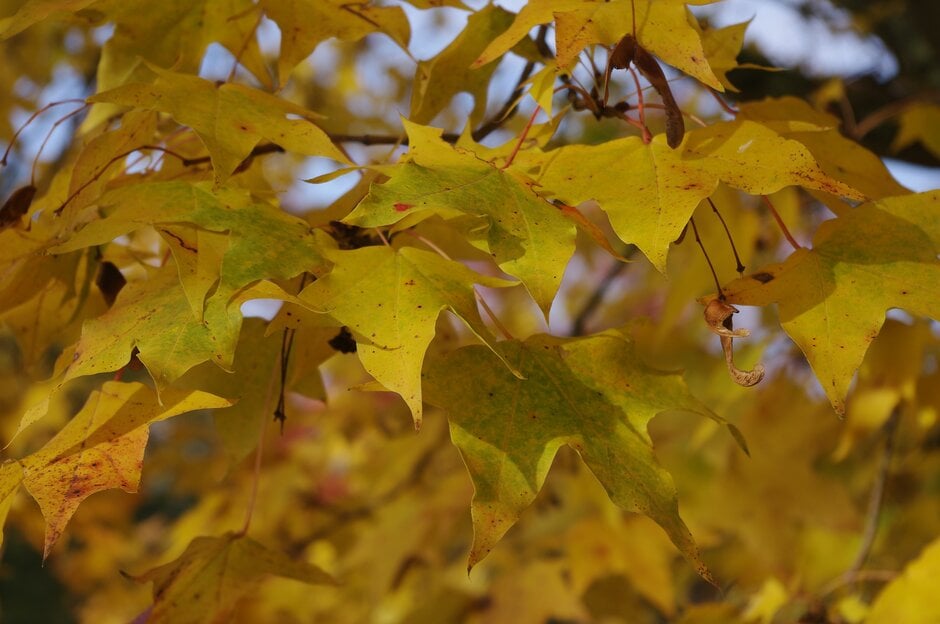 Miyabei maple