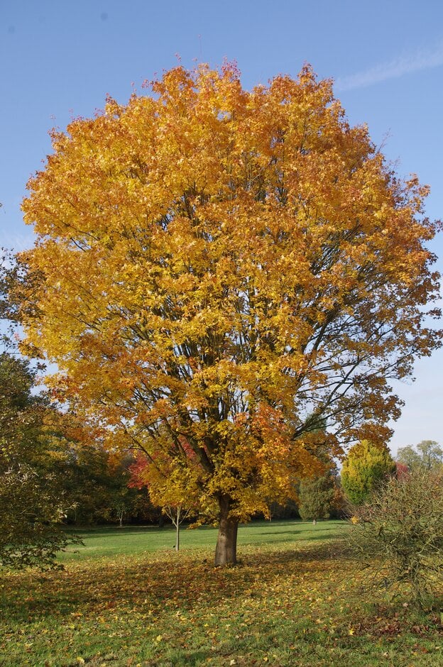 Miyabei maple