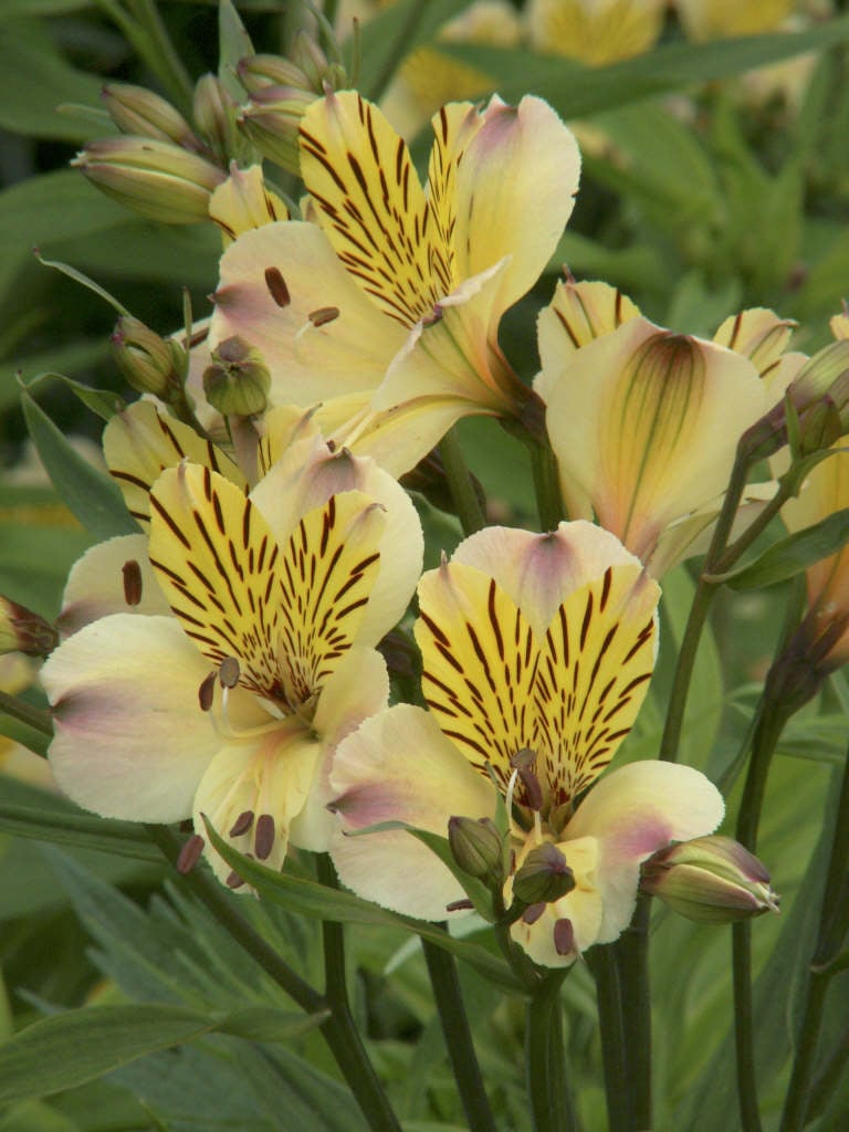 Alstroemeria &Friendship& | Peruvian lily &Friendship& Herbaceous ...