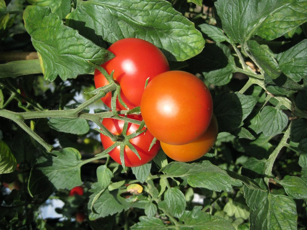Solanum lycopersicum 'Shirley'|tomato 'Shirley'/RHS Gardening