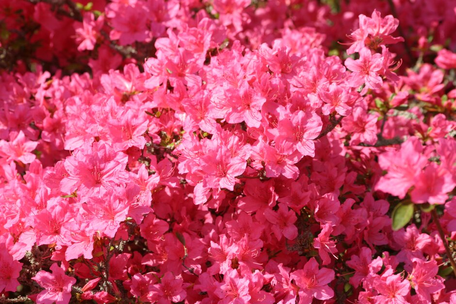 rhododendron 'Sir William Lawrence'