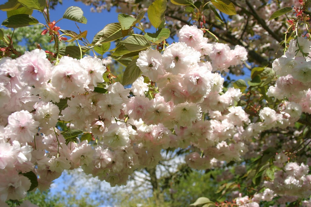 cherry 'Fugenzō'