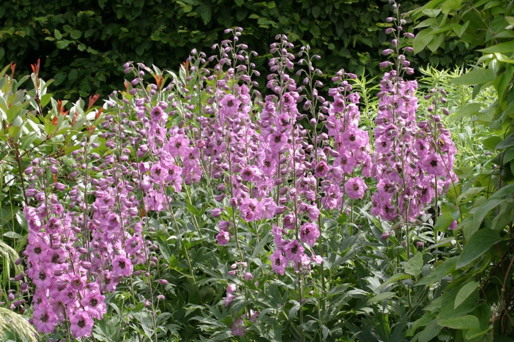 delphinium 'Rosemary Brock'