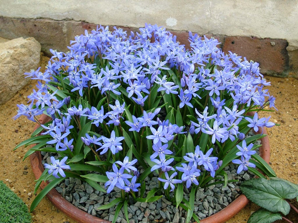 hybrid squill 'Frà Angelico'