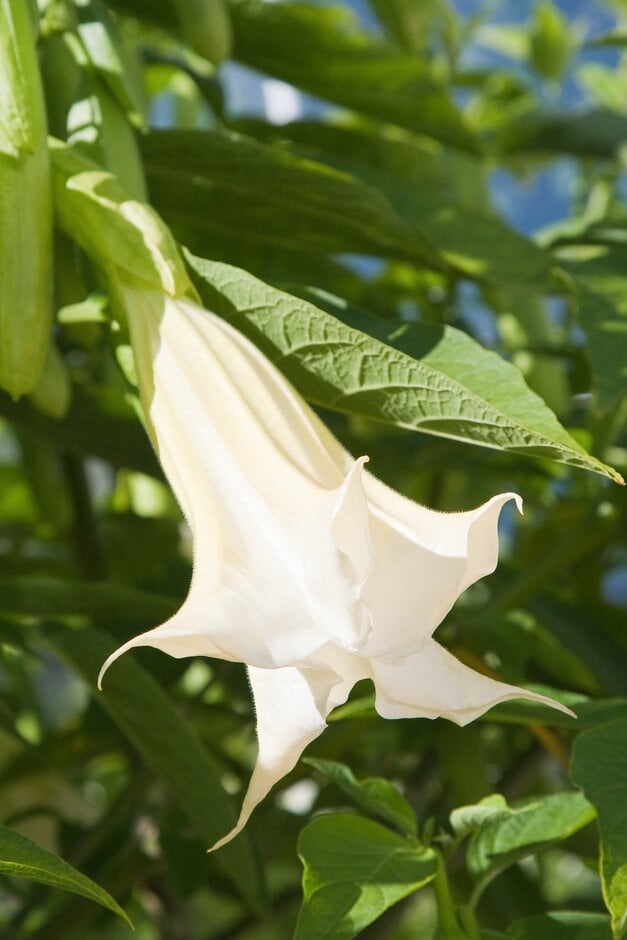 <em>Brugmansia</em> 'Snowwhite'