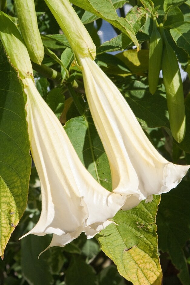 <em>Brugmansia</em> 'Snowwhite'