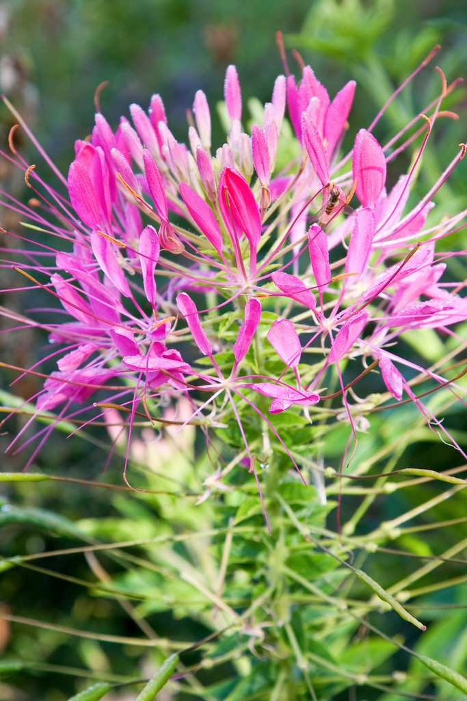 <i>Cleome</i> <i>houtteana</i> [<span style="font-variant: small-caps;">Colour Fountain</span>] (mixed)