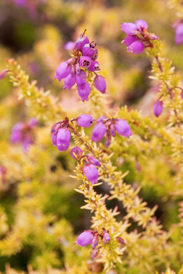 bell heather 'Rock Pool'
