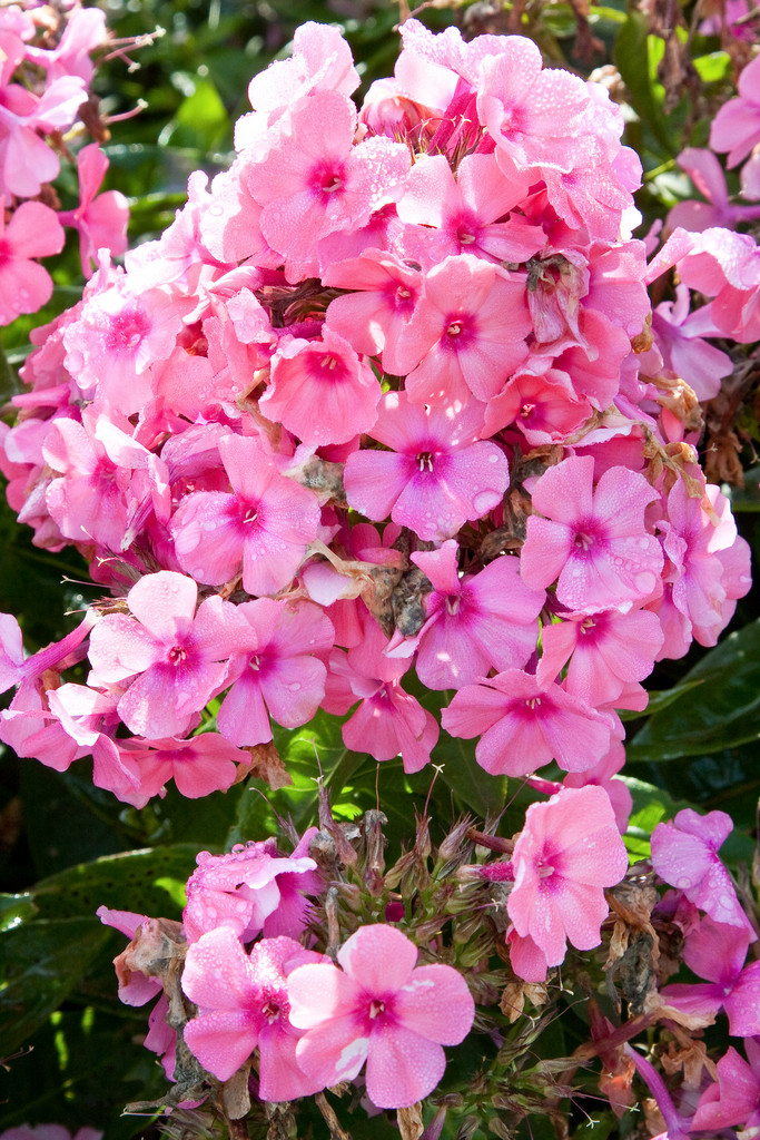 phlox [Light Pink Flame]