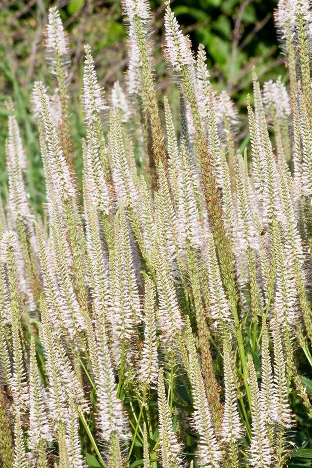 Culver's root 'Pink Glow'