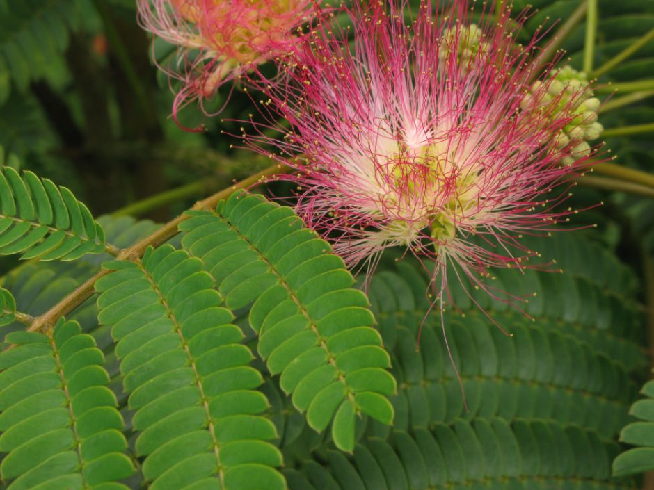 Albizia Julibrissin 