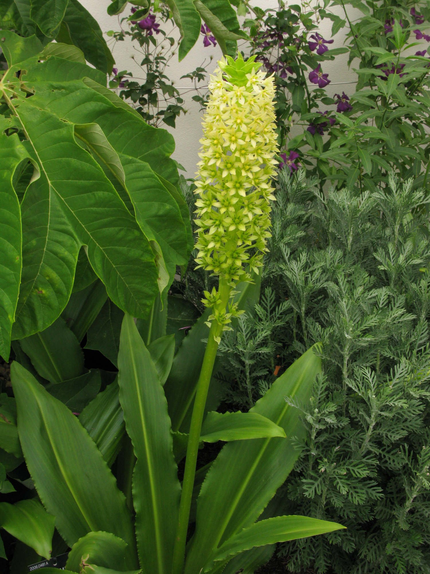 poleevansii PoleEvans pineapple lily Bulbs/RHS Gardening