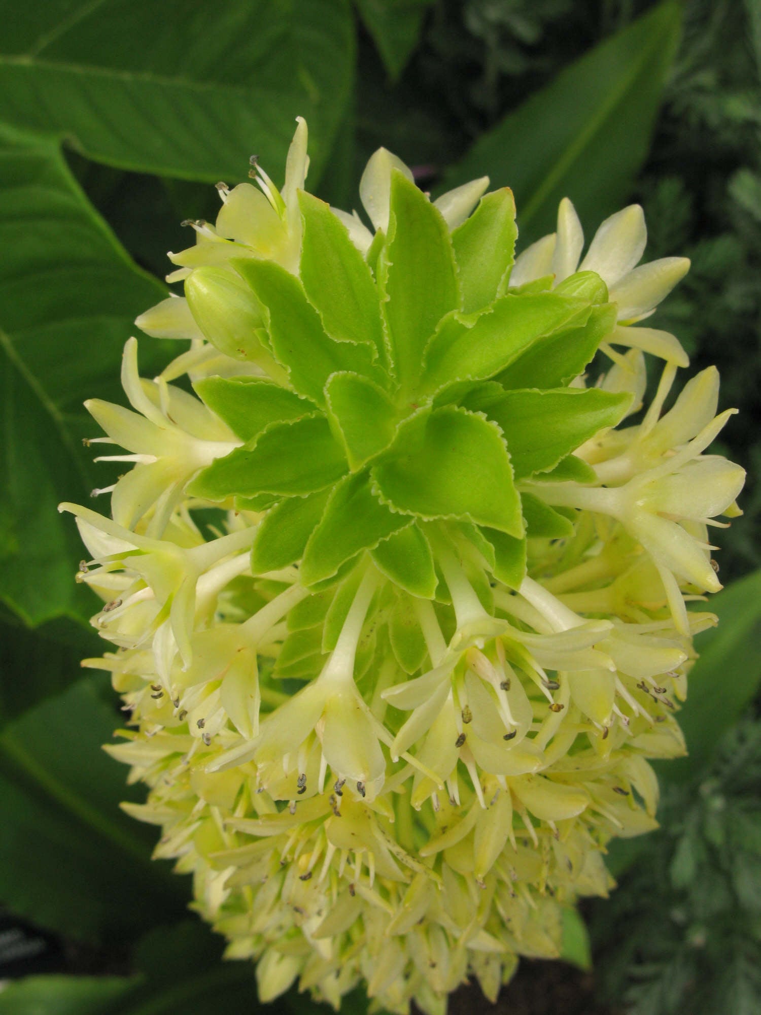 Pole-Evans pineapple lily