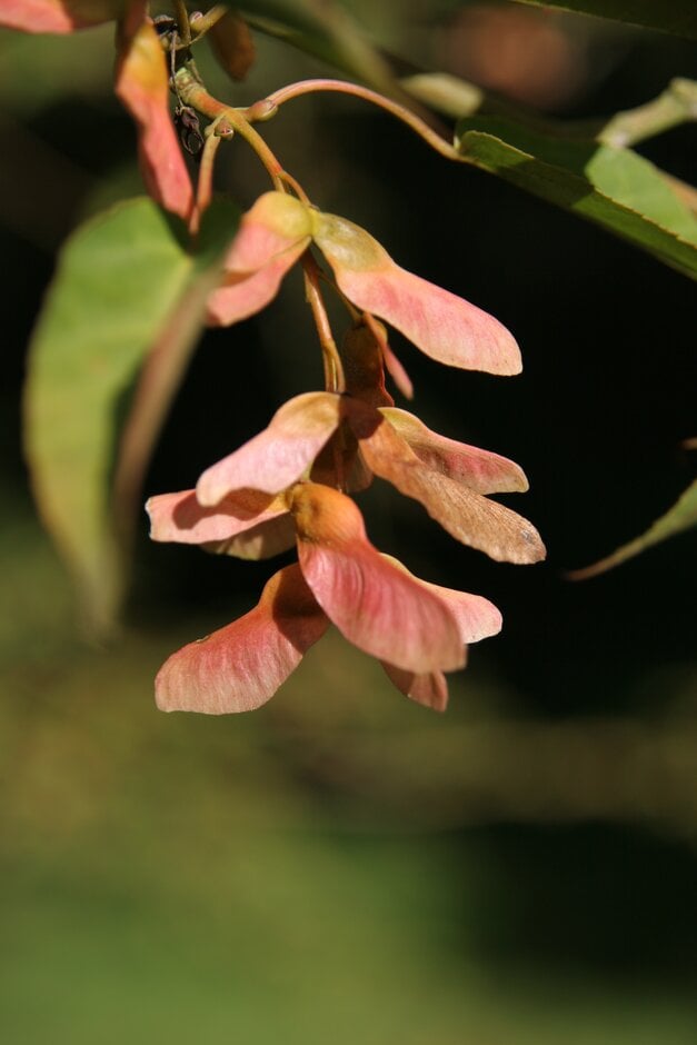 maple 'Serpentine'