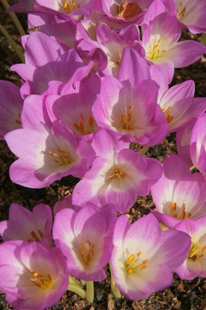 meadow saffron 'Disraeli'