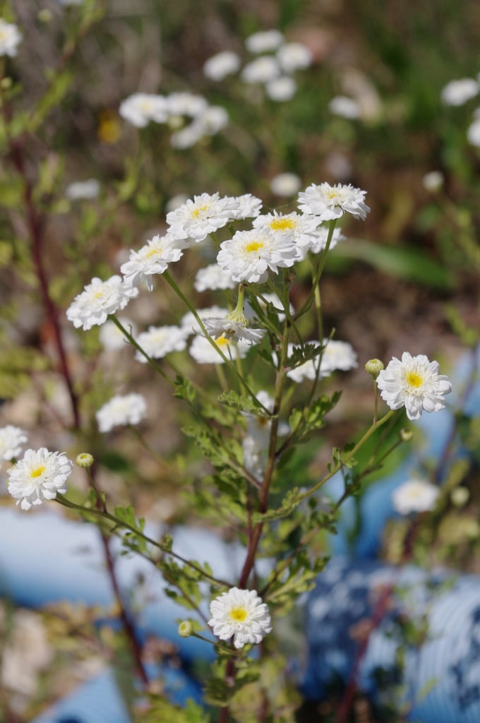 sneezewort