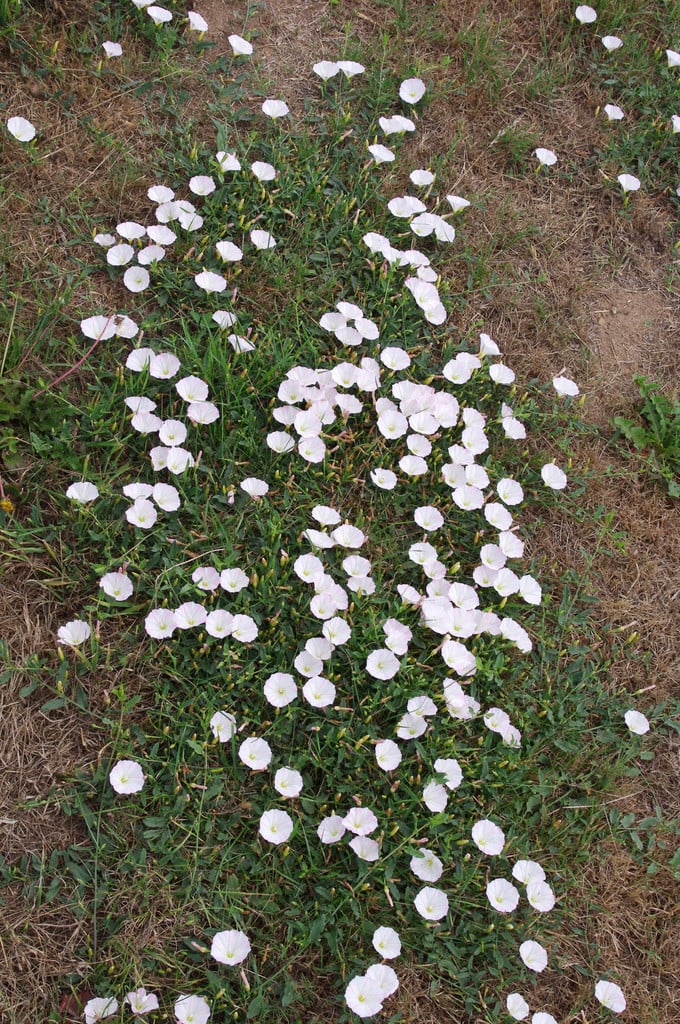 field bindweed