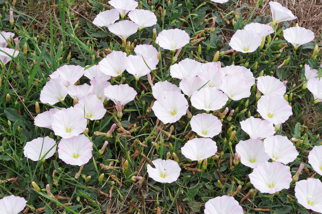 field bindweed