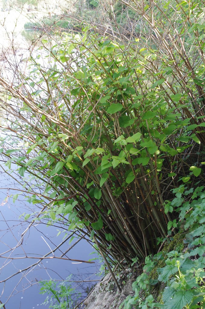 Japanese knotweed