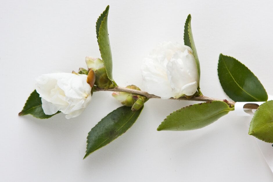 camellia 'Fukuzutsumi'
