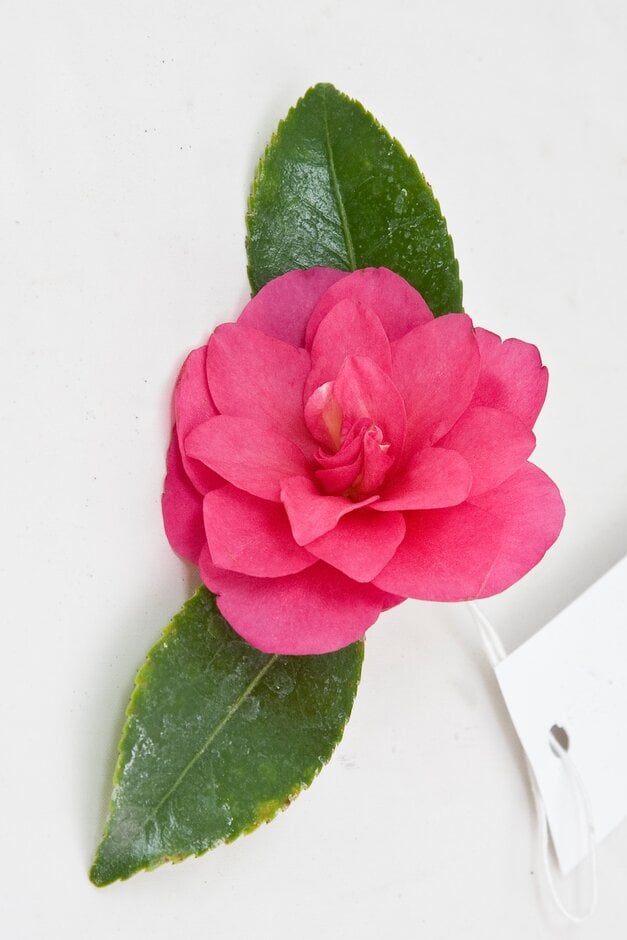 camellia 'Shishigashira'