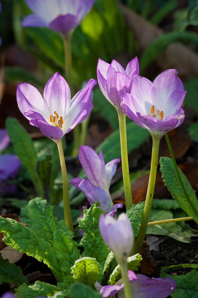 meadow saffron 'Disraeli'