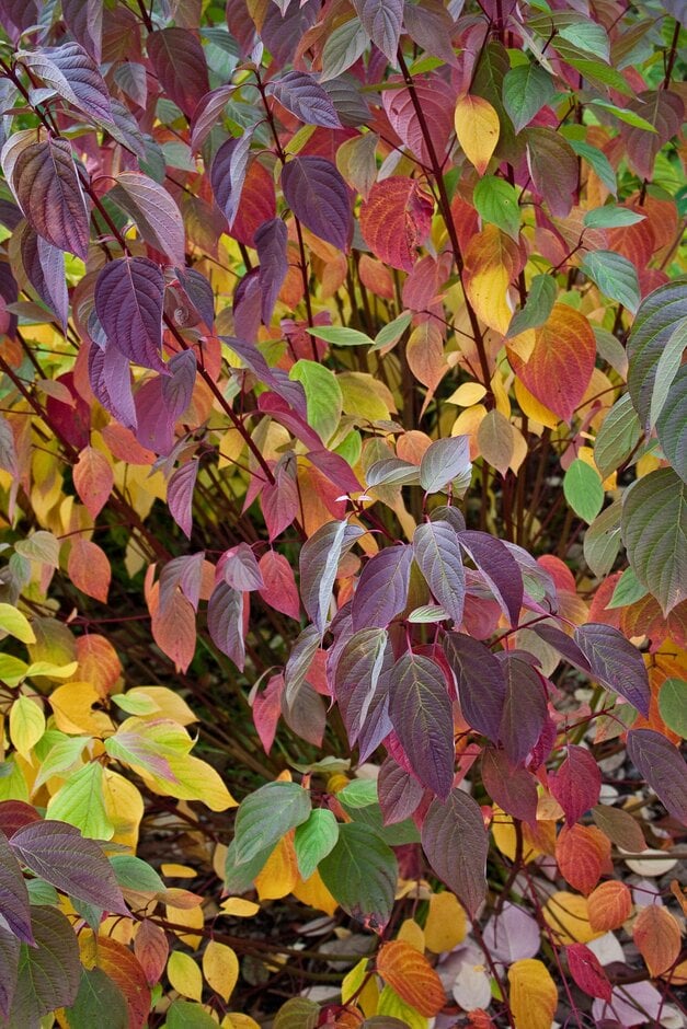 dogwood 'Sibirica Ruby'