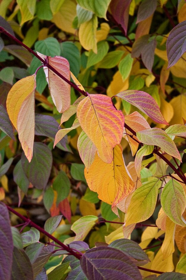 dogwood 'Sibirica Ruby'