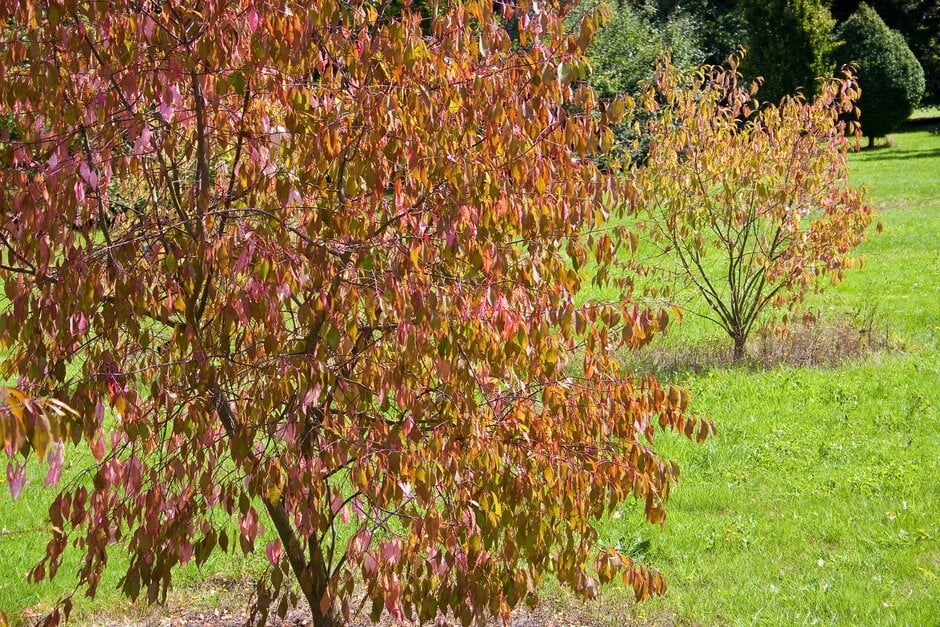 Maack’s spindle tree 'Fireflame'
