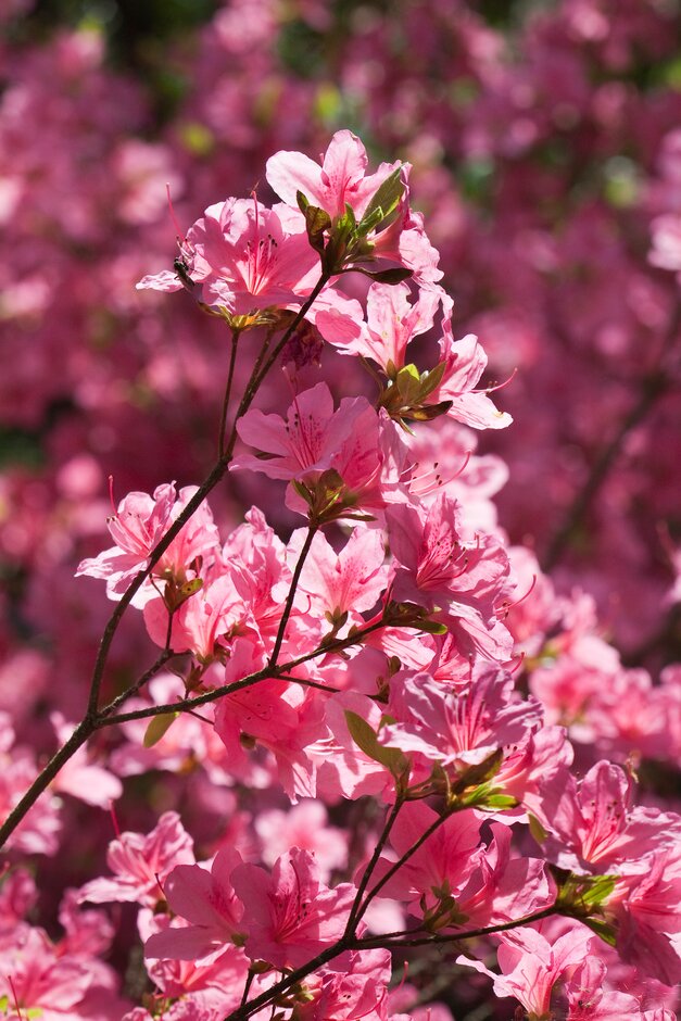 rhododendron 'Sir William Lawrence'