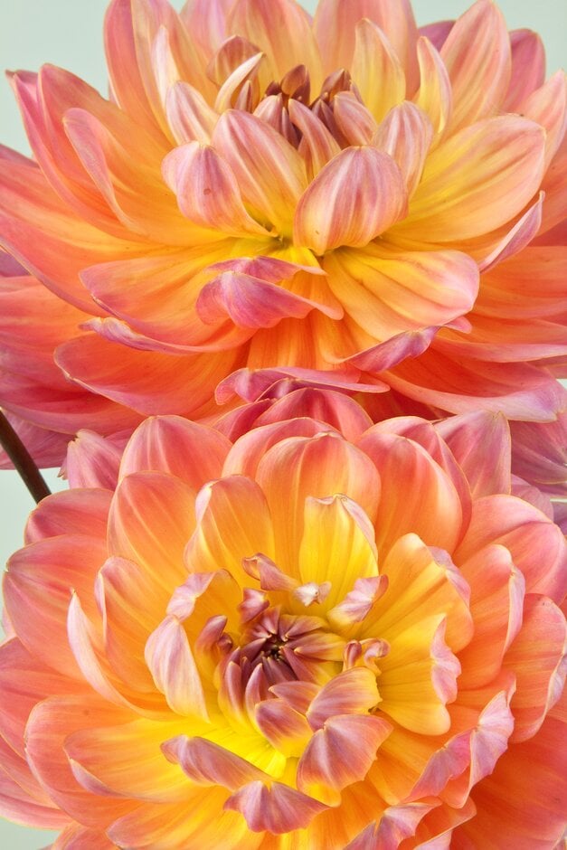 dahlia 'Ken's Rarity'