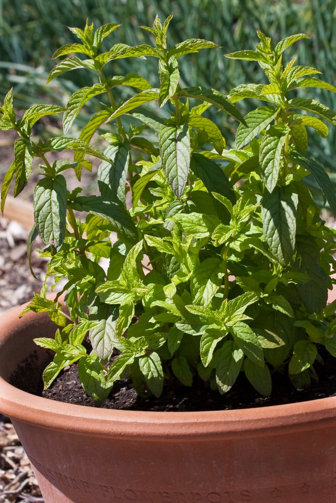 spearmint 'Brundall'