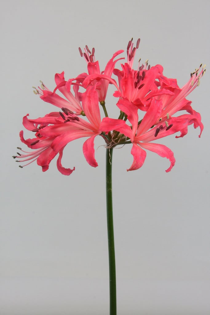 nerine 'Rose Princess'