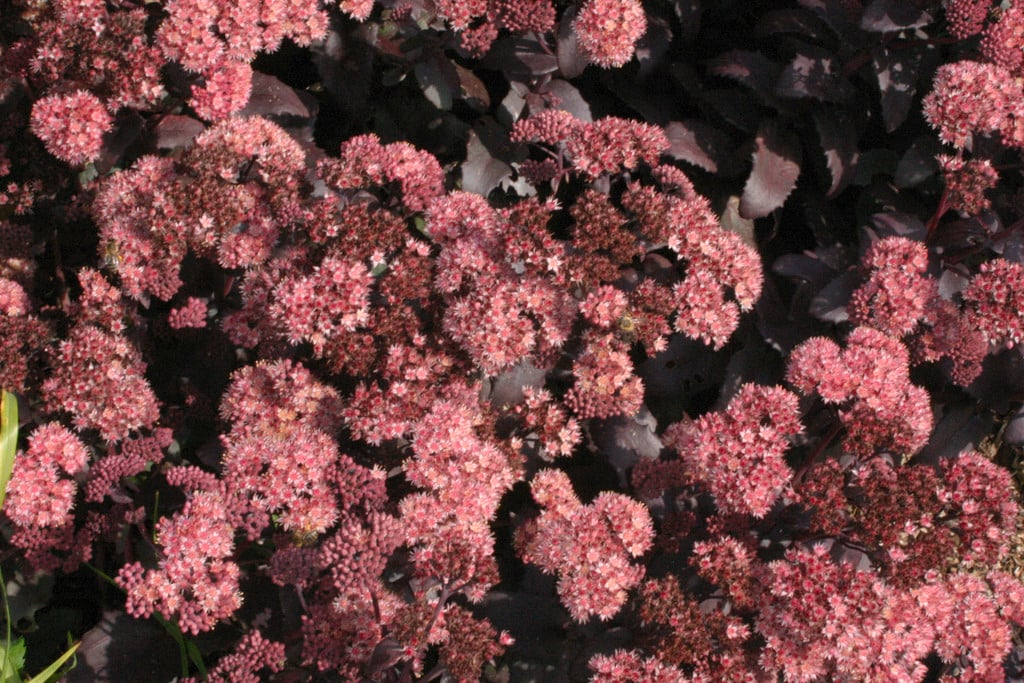 orpine 'Purple Emperor'
