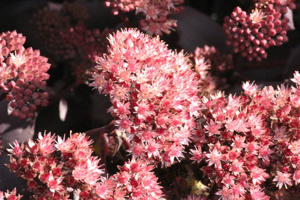 orpine 'Purple Emperor'