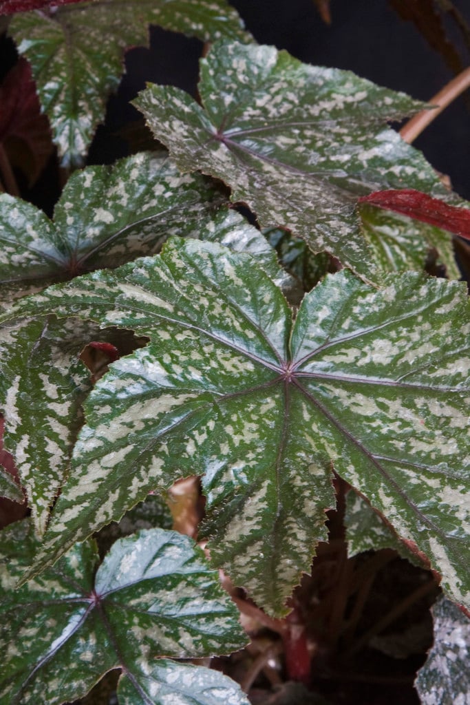 begonia 'Gryphon'