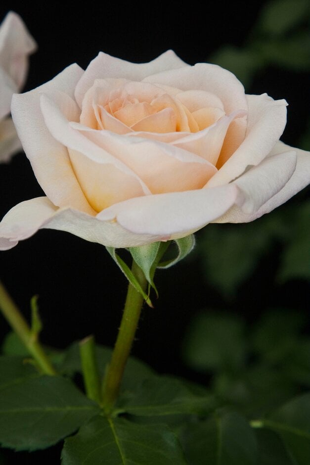 rose [York Minster]