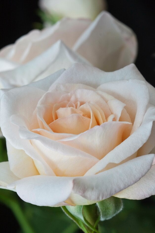 rose [York Minster]