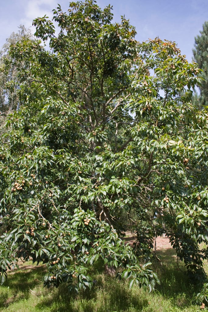 Ohio buckeye