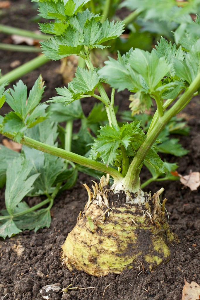 celeriac 'Prinz'
