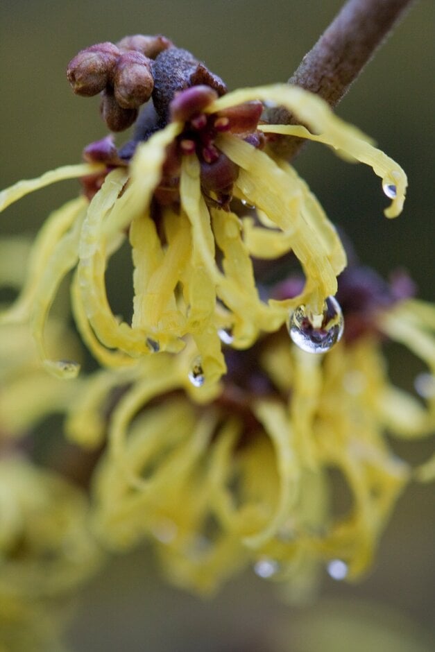 hybrid witch hazel 'Savill Starlight'