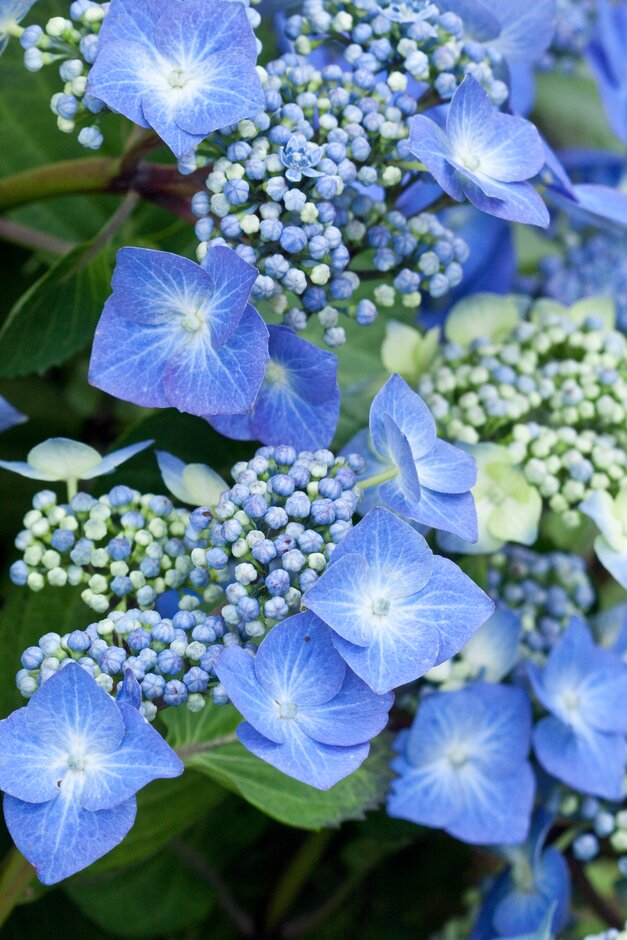 Hydrangea macrophylla &Taube& (Teller Series) (L) | hydrangea &Taube ...