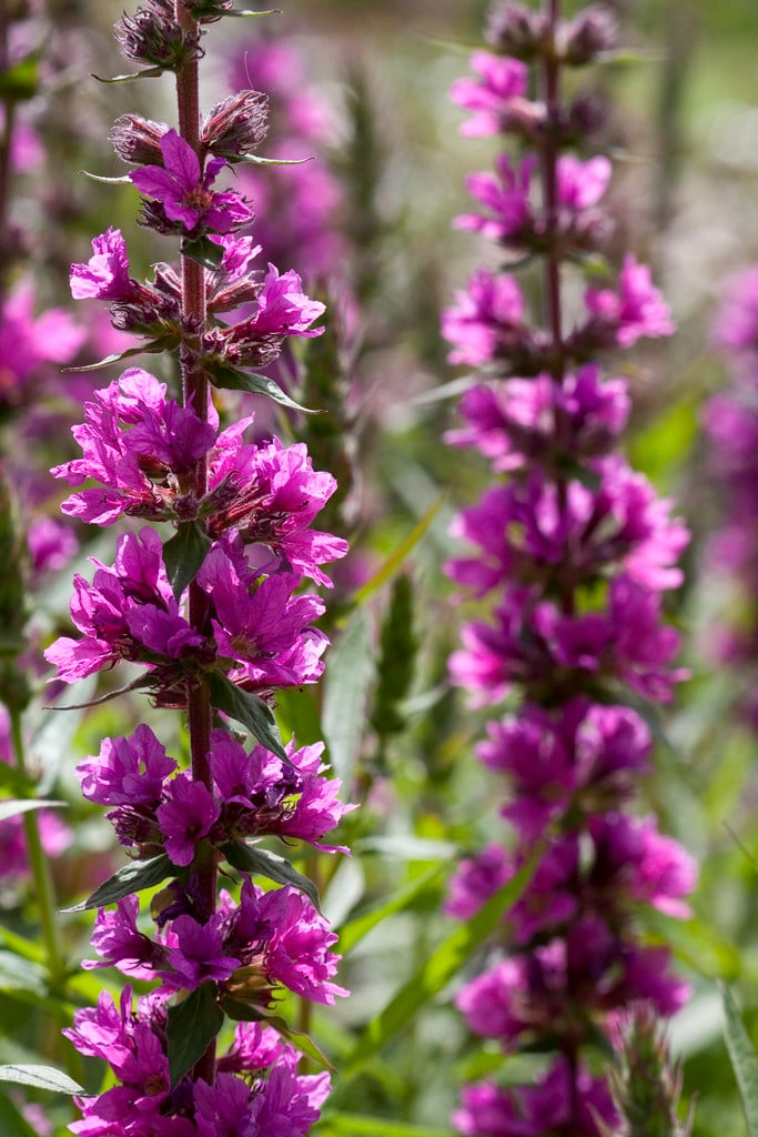 purple loosestrife 'Feuerkerze'