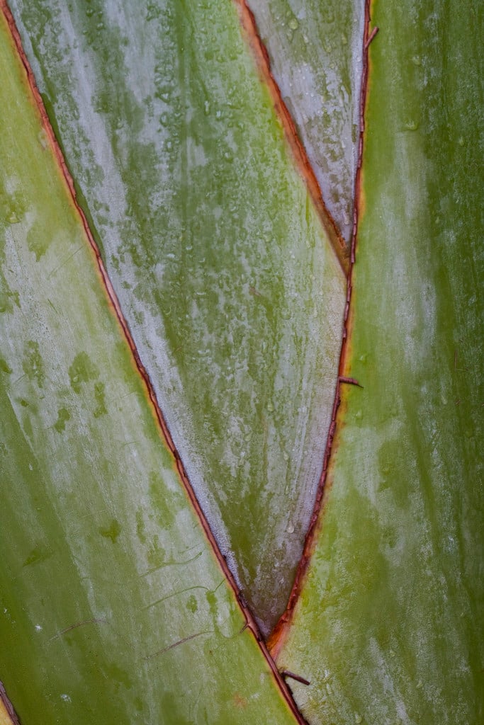 traveller's palm