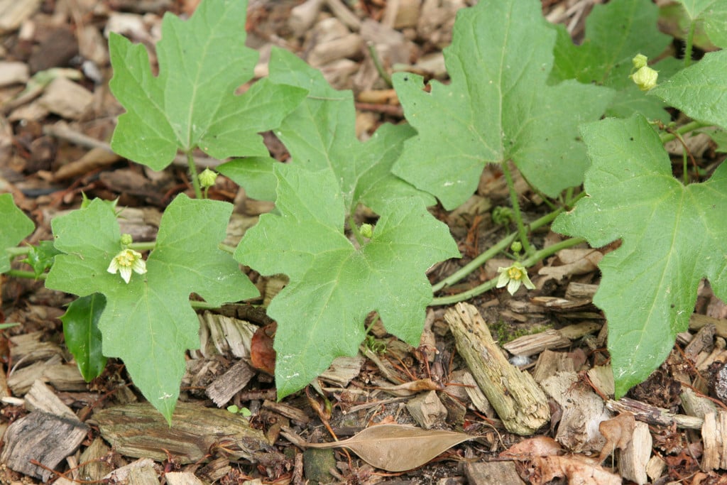 white bryony