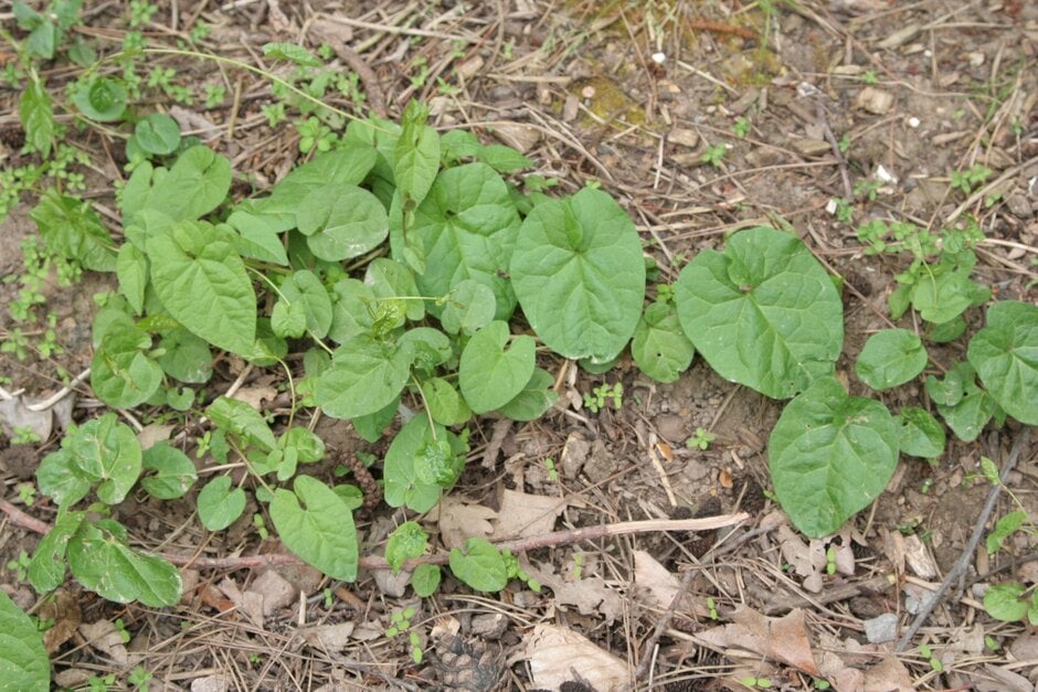 hedge bindweed