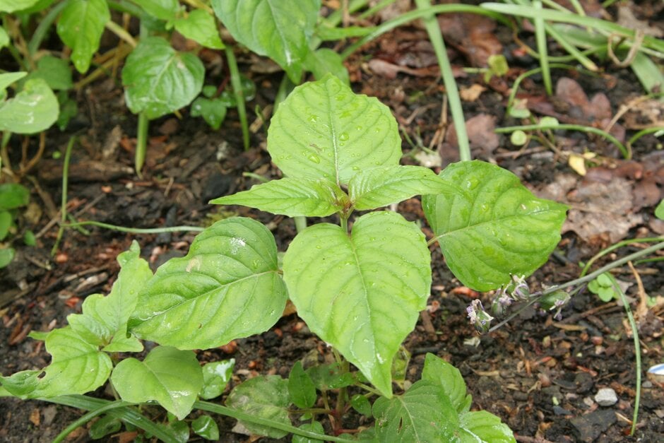 enchanter's nightshade