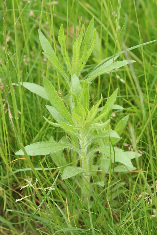 Canadian fleabane