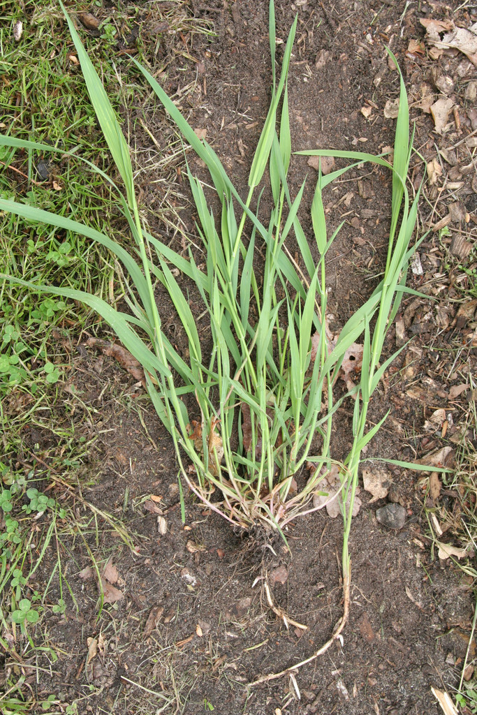 Elymus Repens Couch Grass Grass Like RHS Elymus Repens Couch Grass Grass Like RHS